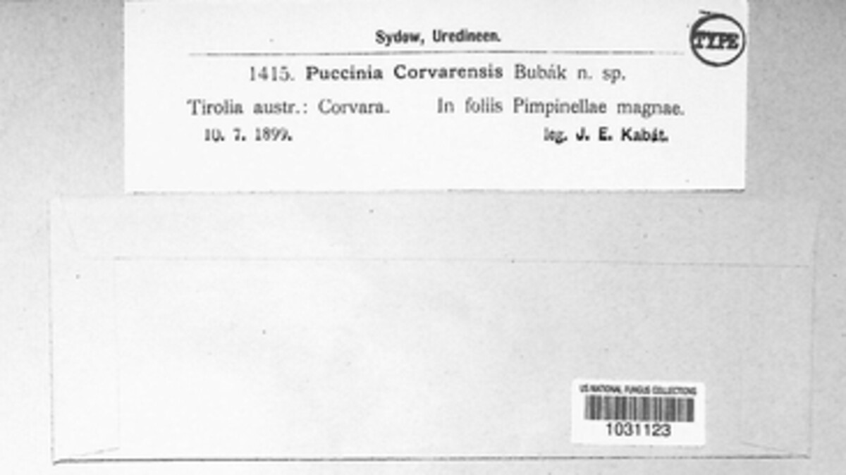 Puccinia corvarensis image